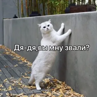 🙄 Дя-дя, вы мну звали? 猫, 動物, ロシア, ミーム, 面白い, 白猫, 質問 telegram sticker