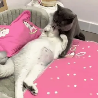😘 mèo, thú cưng, động vật, mèo nhà, họ mèo, hành vi mèo telegram sticker