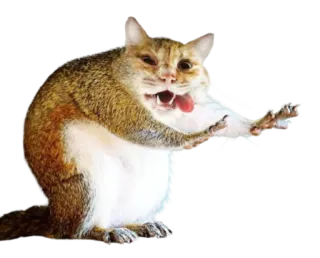 😆 cat, funny, animal, meme, humor, creature, silly telegram sticker