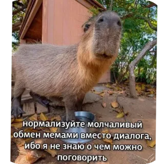 👍 нормализуйте молчаливый
обмен мемами вместо диалога,
ибо я не знаю о чем можно
поговорить Capybara, Meme, Animal, Mignon, Rongevur whatsapp sticker
