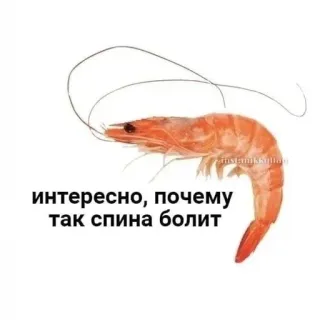 🍤 интересно, почему так спина болит krewetka, śmieszne, mem, tekst, zwierzę, jedzenie telegram sticker