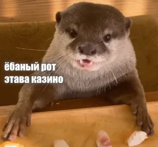 🎲 ёбаный рот этава казино otter, casino, animal, offensive, russian, meme telegram sticker