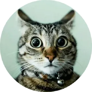 😒 chat, félin, animal, animal de compagnie, tigré, yeux, surpris telegram sticker