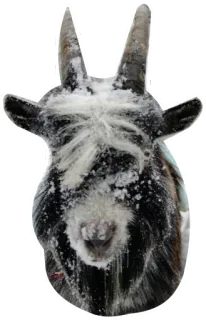 🥶 animal, goat, snow, mountains, horns telegram sticker