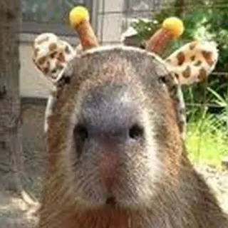 🦒 Capybara, Giraffe, Tier, Säugetier, Nagetier, Niedlich, Lustig whatsapp sticker