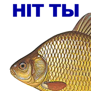🐠 poisson, animal, doré, mer whatsapp sticker