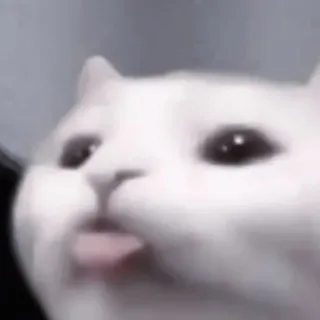 💗 кот, животное, питомец, мем, смешной, милый telegram sticker