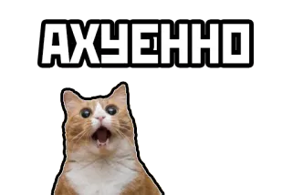 😄 АХУЕННО kucing, lucu, meme whatsapp sticker