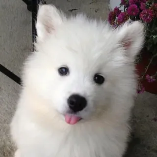 ❤️ Hund, Welpe, süß, Tier, Haustier, weißer Hund, flauschig, Samojede telegram sticker