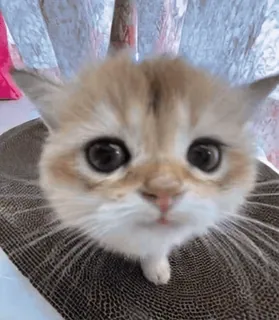 😊 chat, chaton, mignon, animal de compagnie, animal, chat domestique telegram sticker