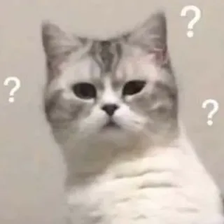 🤨 ? gatto, punto interrogativo, confuso, meme, animale domestico, animale telegram sticker