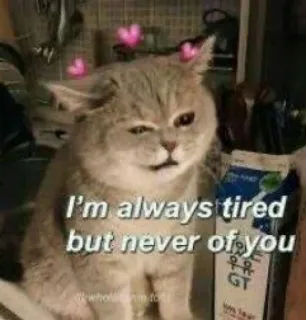 🍬 I'm always tired but never of you cat, tired, love, cute, meme, hearts whatsapp sticker