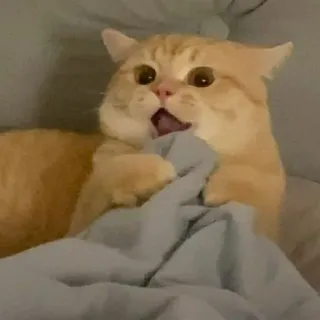 😳 gato, gatito, lindo, mascota, animal, gato naranja, asustado, impactado whatsapp sticker