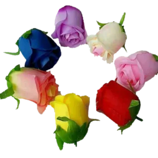 🌷 Rosen, Regenbogen, Blumen, Farbenfroh, Kreis, Blumig telegram sticker