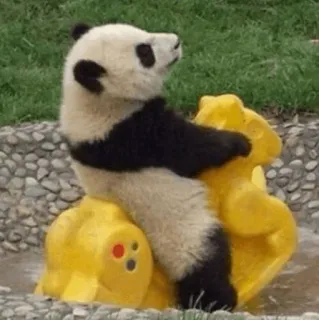 🐼 Panda, Animal, Oso, Fauna, Zoo, Paseo, Juguete telegram sticker