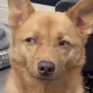 🤔 cane, divertente, animale, animale domestico, carino telegram sticker