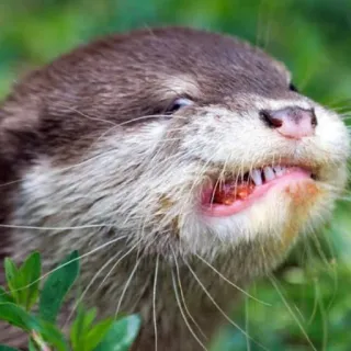 🐾 Loutre, Animal, Faune, Nature, Mammifère whatsapp sticker