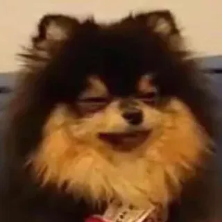 😑 Hund, Zwergspitz, Tier, Haustier, süß, Meme telegram sticker
