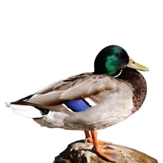 🦆 утка, птица, животное, природа, дикая природа telegram sticker