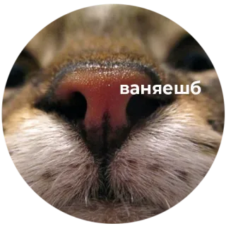 🤢 Ваняешь kat, neus, close-up, dier whatsapp sticker