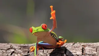 🖕 rã, dedo do meio, animal, rã-arborícola-de-olhos-vermelhos, gesto ofensivo telegram sticker