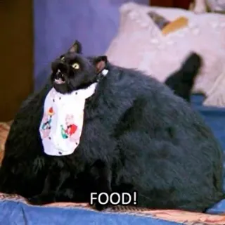 🍕 FOOD! cat, food, animal, black cat, meme telegram sticker