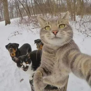 🐈 Katze, Hunde, Tiere, Schnee, Winter, Haustiere, Selfie telegram sticker