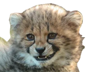 🔺 cheetah, cub, animal, wildlife, mammal, cat whatsapp sticker