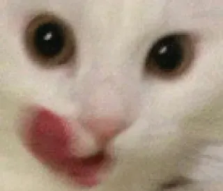 😍 cat, licking, animal, pet, meme telegram sticker