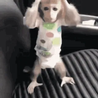 😲 monkey, animal, funny, cute, dancing, primate, clothing, baby monkey whatsapp sticker