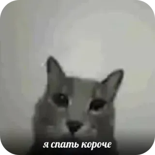 🐱 я спать короче chat, animal, sommeil, mème, animal de compagnie telegram sticker