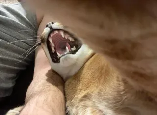 👺 dog, animal, teeth, mouth, yawning telegram sticker