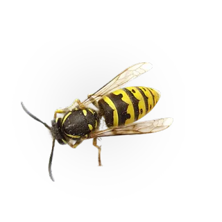 🐝 owad, osa, żółty, czarny, robak telegram sticker