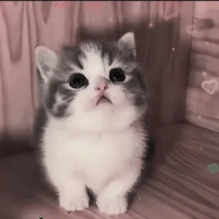 🍄 새끼 고양이, 고양이, 귀여운, 동물, 애완 동물 telegram sticker