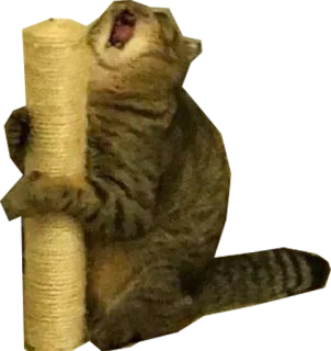 😲 gato, mascota, gatito, animal, rascador, atigrado telegram sticker
