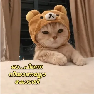 😂 ഓ...പിന്നെ
നീയാണല്ലോ
കോടതി cat, animal, cute, bear, hat telegram sticker