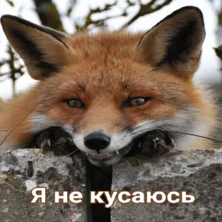 🧛 Я не кусаюсь raposa, animal, fofo, vida selvagem telegram sticker