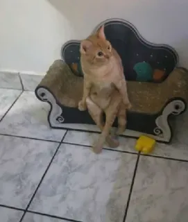 😐 gato, sentado, sofá, engraçado, animal de estimação, animal whatsapp sticker