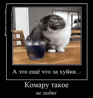🤨 А это ещё что за хуйня...
Комару такое
не любит gato, meme, engraçado, russo, humor, linguagem ofensiva whatsapp sticker