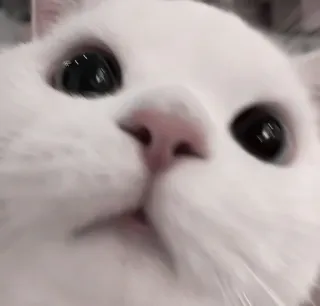 🐾 gato, gato blanco, animal, mascota, lindo, divertido telegram sticker