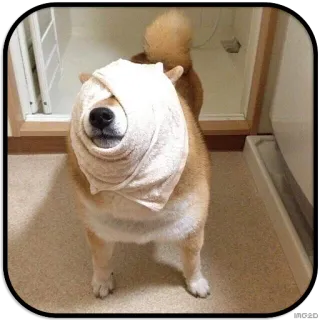 😑 dog, shiba inu, towel, cute, animal, pet telegram sticker