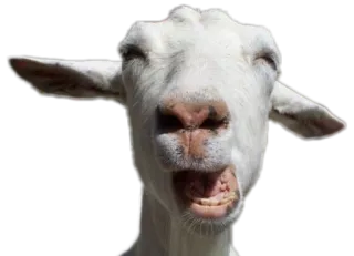 ANIMALOL telegram stickers