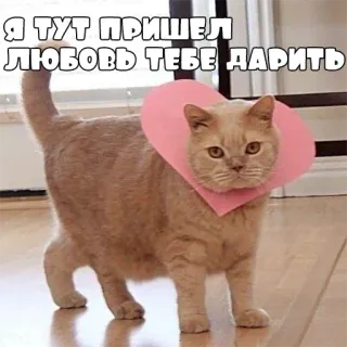 ♥️ Я ТУТ ПРИШЕЛ ЛЮБОВЬ ТЕБЕ ДАРИТЬ кот, любовь, сердце, милый, животное telegram sticker