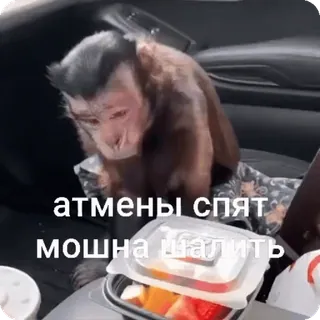 🌟 атмены спят
мошна шалить khỉ, động vật, xe hơi, văn bản Nga, linh trưởng, hài hước telegram sticker