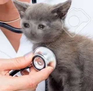 😩 gato, gatito, triste, estetoscopio, veterinario, médico, animal telegram sticker