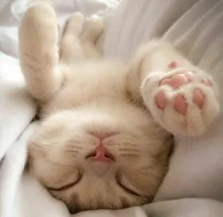 😊 gato, gatinho, dormindo, fofo, animal, animal de estimação, relaxado, sonolento whatsapp sticker