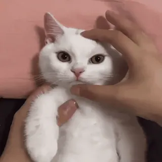 😠 cat, white cat, pet, animal, cute, domestic cat telegram sticker