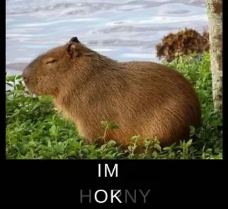 👌 IM
HOKNY Capybara, Animal, Ronrongeur, Meme, Drôle whatsapp sticker
