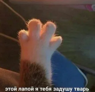 🌟 этой лапой я тебя задушу тварь zampa di gatto, minaccia, meme, animale, russo telegram sticker