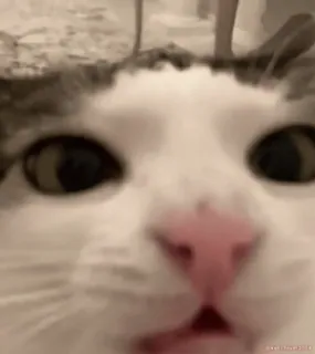 🤤 猫, 动物, 宠物, 家畜, 猫科动物, 特写, 可爱, 哺乳动物 whatsapp sticker